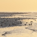 Bécasseaux sanderling (Calidris alba - Sanderling) sur la plage de la Mollière d'Aval au couchant. 