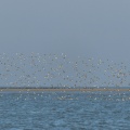 Vol de bécasseaux variables (Calidris alpina, Dunlin) et bécasseaux Sanderling (Calidris alba, Sanderling) dans la réserve naturelle de la baie de Somme