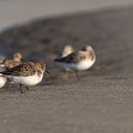 Bécasseaux sanderling (Calidris alba, Sanderling) sur la plage du Hourdel