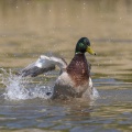 Canard colvert au bain - Anas platyrhynchos - Mallard