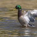 Canard colvert au bain - Anas platyrhynchos - Mallard