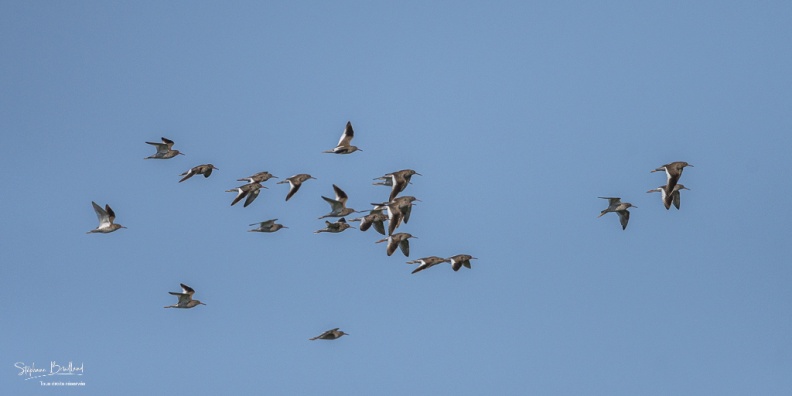 vol de Chevaliers gambettes(Tringa totanus - Common Redshank)