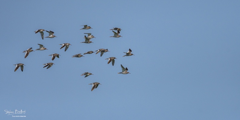 vol de Chevaliers gambettes(Tringa totanus - Common Redshank)