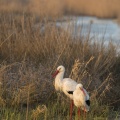 Cigogne blanche (Ciconia ciconia - White Stork)