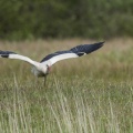Cigogne blanche en vol - Ciconia ciconia - White Stork