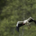 Cigogne blanche en vol - Ciconia ciconia - White Stork