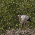 Cigogne blanche au nid - Ciconia ciconia - White Stork
