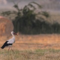 Cigogne blanche - Ciconia ciconia - White Stork