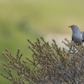 Coucou gris (Cuculus canorus - Common Cuckoo)
