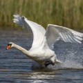 Cygne tuberculé (Cygnus olor, Mute Swan) à l'envol au décollage.