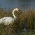 Cygne tuberculé (Cygnus olor - Mute Swan) en baie de Somme