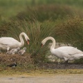 Famille de Cygne tuberculé (Cygnus olor - Mute Swan)
