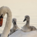 Cygne tuberculé (Cygnus olor - Mute Swan) et ses jeunes cygnons (cygneaux) sur son dos