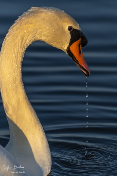 Cygne tuberculé (Cygnus olor - Mute Swan) au marais du Crotoy