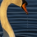 Cygne tuberculé (Cygnus olor - Mute Swan) au marais du Crotoy