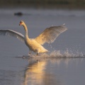 Cygne tuberculé (Cygnus olor - Mute Swan) qui défend son territoire et chasse les intrus