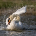 Cygne tuberculé (Cygnus olor - Mute Swan) au bain (toilette)