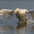 Conflit de territoire entre cygnes tuberculés (Cygnus olor - Mute Swan)