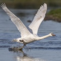 Cygne tuberculé (Cygnus olor - Mute Swan) à l'envol sur l'étang