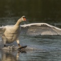 Cygne tuberculé - Cygnus olor - Mute Swan