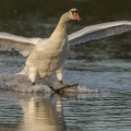 Cygne tuberculé - Cygnus olor - Mute Swan