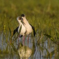 Échasse blanche (Himantopus himantopus - Black-winged Stilt) au marais du Crotoy