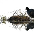 Foulque macroule (Fulica atra - Eurasian Coot) affairé à la construction du nid au printemps