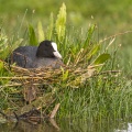 Foulque macroule (Fulica atra - Eurasian Coot) sur son nid
