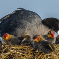 Foulque macroule (Fulica atra - Eurasian Coot) - Nourrissage des jeunes