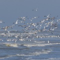 Envol de Goélands Argentés (Larus argentatus - European Herring Gull) sur la plage de Quend-Plage