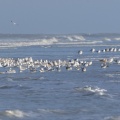 Envol de Goélands Argentés (Larus argentatus - European Herring Gull) sur la plage de Quend-Plage
