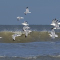 Goélands cendrés en vol  (Larus canus - Mew Gull) sur la plage de Quend-Plage