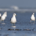 Goélands cendrés (Larus canus - Mew Gull) sur la plage de Quend-Plage