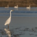 Grande Aigrette (Ardea alba - Great Egret) au marais du Crotoy