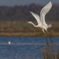 Grande Aigrette (Ardea alba - Great Egret) à l'envol au marais du Crotoy