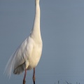 Grande Aigrette (Ardea alba - Great Egret) en plumage nuptial venue pêcher au marais du Crotoy