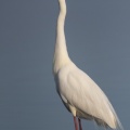 Grande Aigrette (Ardea alba - Great Egret) en plumage nuptial venue pêcher au marais du Crotoy
