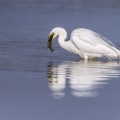 Grande Aigrette (Ardea alba - Great Egret) à la pêche qui attrappe un poisson