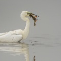 Grande Aigrette (Ardea alba - Great Egret) à la pêche qui attrappe un poisson