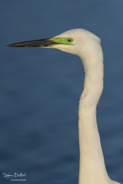 Grande Aigrette (Ardea alba - Great Egret) à la pêche