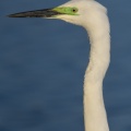 Grande Aigrette (Ardea alba - Great Egret) à la pêche