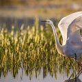 Grande Aigrette (Ardea alba - Great Egret), plumage nuptial, en train de pêcher