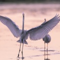 Grande Aigrette - Ardea alba - Great Egret
