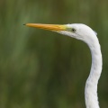 Grande Aigrette - Ardea alba - Great Egret à la pêche