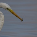 Grande Aigrette - Ardea alba - Great Egret à la pêche
