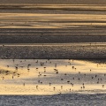 Rassemblement d'oiseaux (Huitriers-pies, Courlis, Tadornes de Belon et bécasseaux) face au Crotoy au crépuscule
