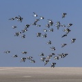 Passage d'Huîtriers-pies (Haematopus ostralegus - Eurasian Oystercatcher) en vol délogés par la marée montante