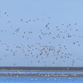 vol d'Huitriers-pies dans la réserve naturelle