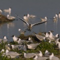 Arrivée de la colonie de mouettes rieuses (Chroicocephalus ridibundus , Black-headed Gull) au Marais du Crotoy en Baie de Somme