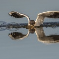 Mouette rieuse (Chroicocephalus ridibundus - Black-headed Gull) au marais du Crotoy